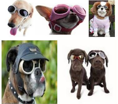 doggles gafas para perros