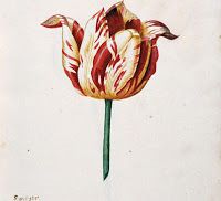 Tulipanes en la época de la tulipomanía