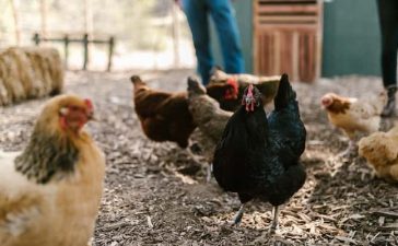 Cuento financiero gallinas