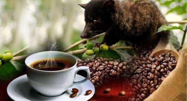 Kopi Luwak El café más caro del mundo